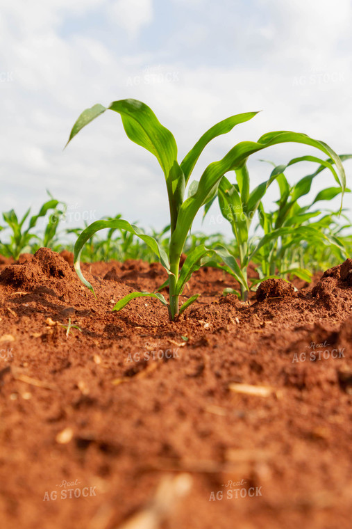 Early Growth Corn Plants 79283