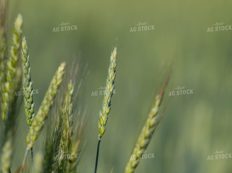 Growing Wheat 79285