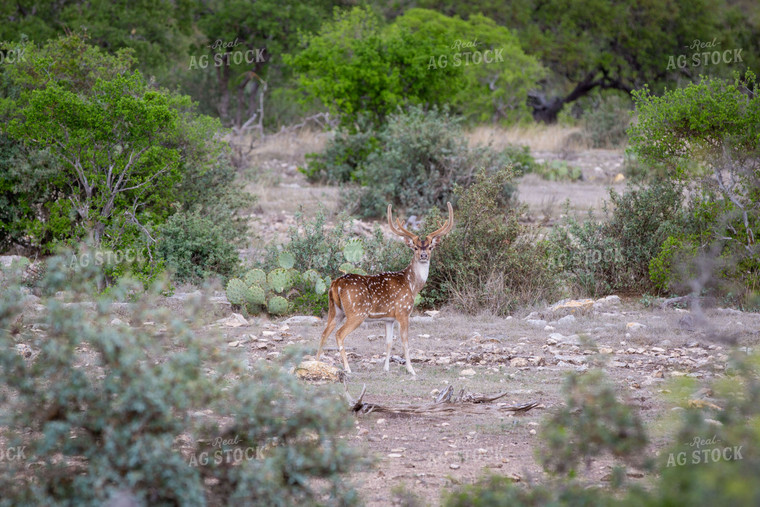 Antelope in Texas Wilderness 134018
