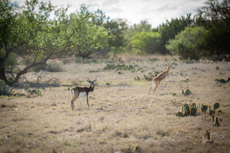 West Texas Axis Deer in Texas Wilderness 134019