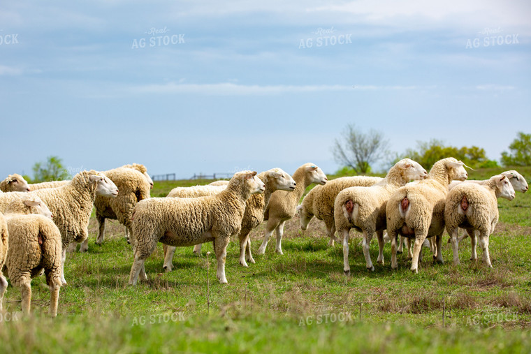 Dorper Ewes in Pasture 134023