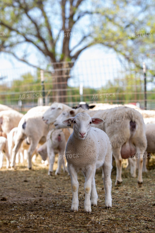 Dorper Lamb and Ewes 134027