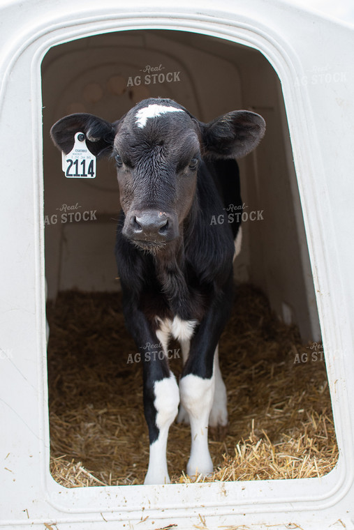 Holstein Calf in Hutch  50358