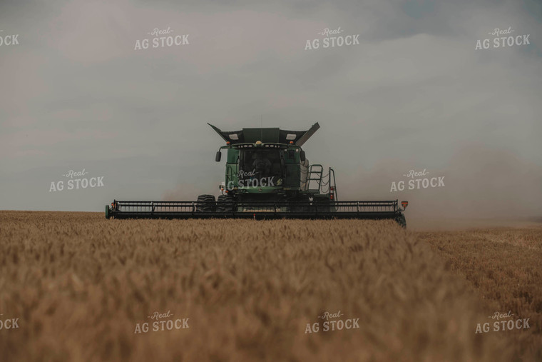 Combine Harvests Dried Wheat 135001