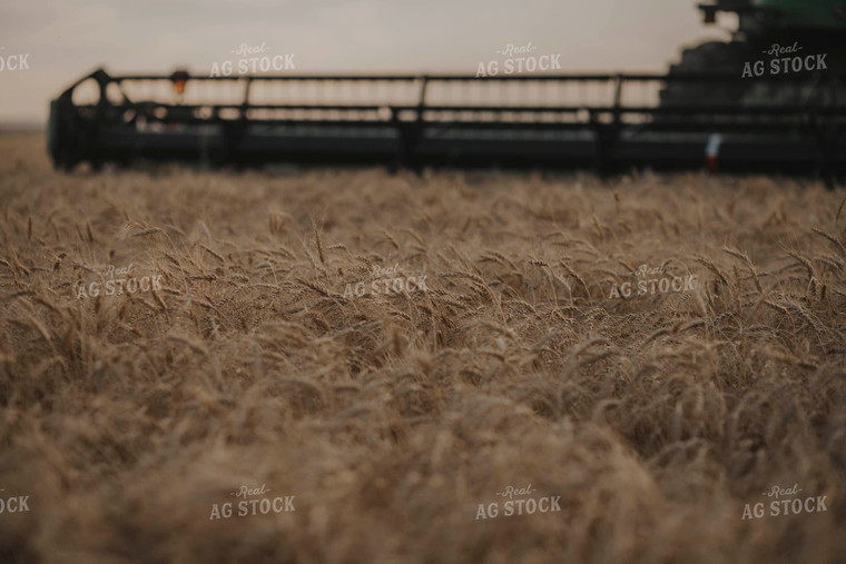 Dried Wheat About to be Harvested 135003