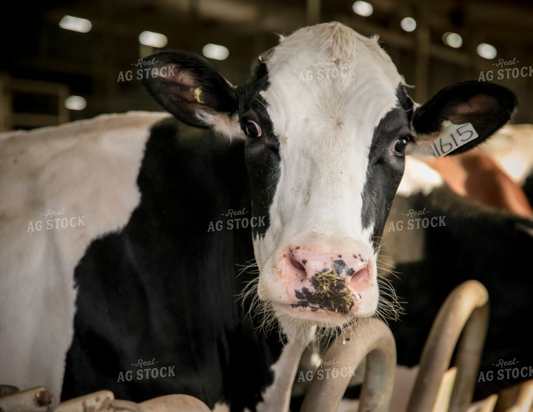 Holstein Cattle in Open Air Cattle Barn 135007
