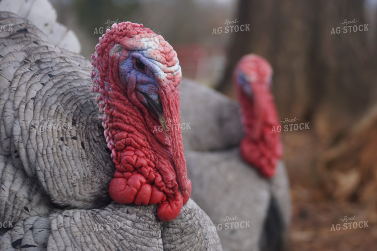 Turkeys 126009