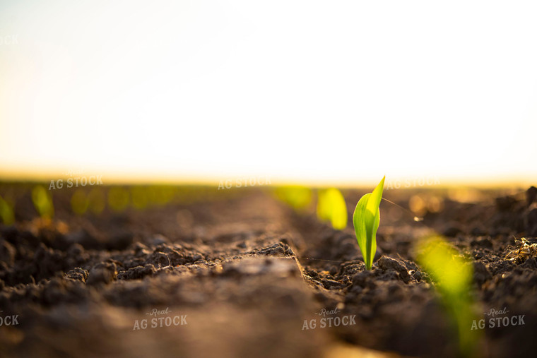 Corn Emerges from Ground 136000