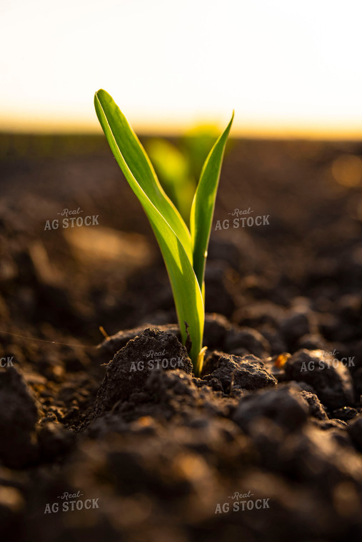 Corn Emerges from Ground 136005