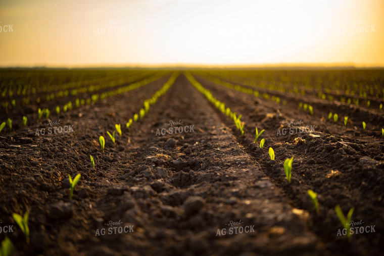 Corn Emerges from Ground 136008