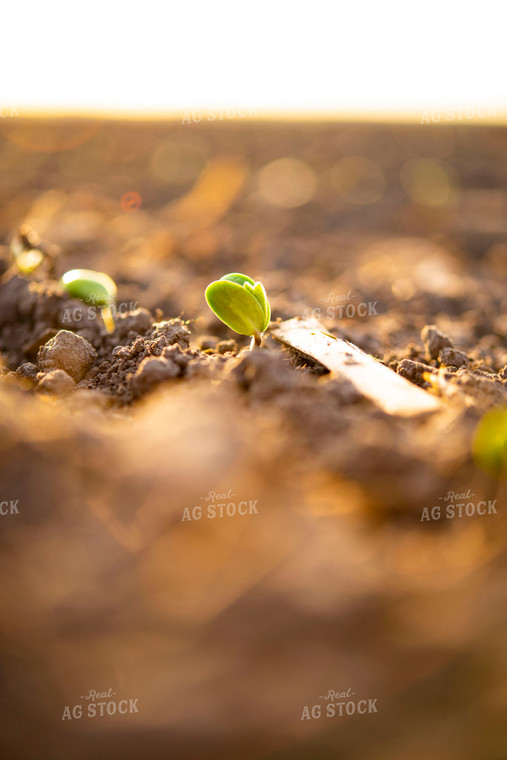 Soybean Emerges from Ground 136011