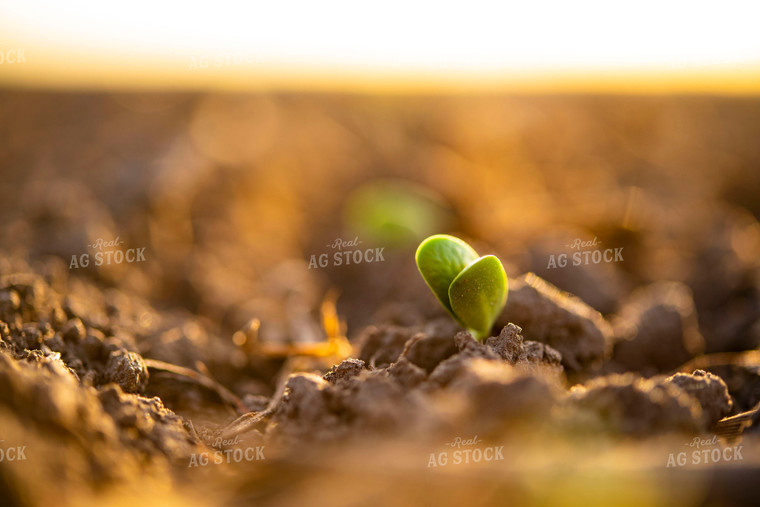 Soybean Emerges from Ground 136012