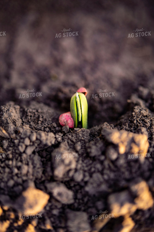 Soybean Emerges from Ground with Seed Coat Remaining 136015