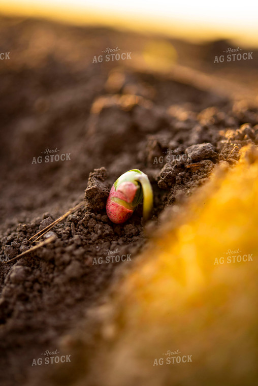 Soybean Emerges from Ground with Seed Coat Remaining 136018