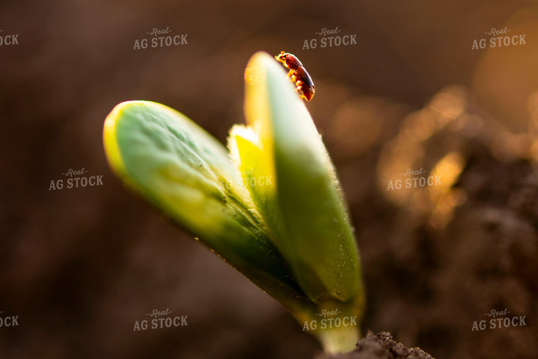 Bug Crawls on Plant as Soybean Emerges from Ground 136019