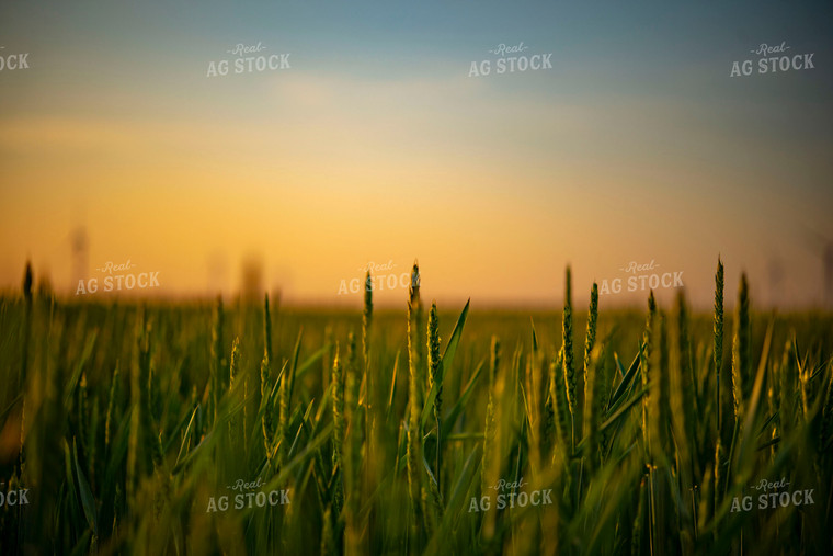 Growing Wheat Field at Sunset 136022