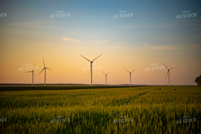 Wind Turbines at Sunset in Growing Wheat Field in Foreground 136023