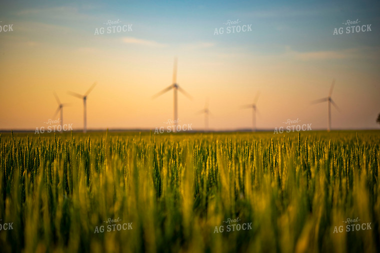 Growing Wheat Field at Sunset with Wind Turbines in Background 136024