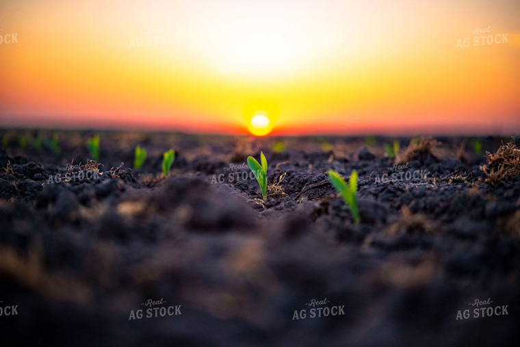 Corn Emerges from Ground at Sunset 136028