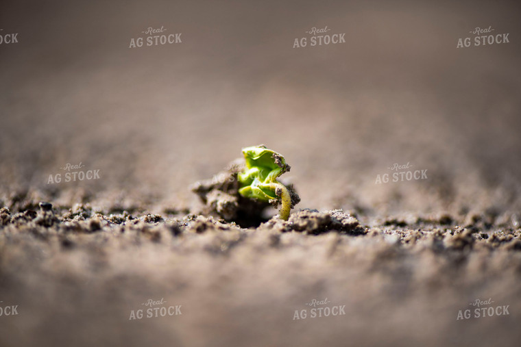 Cotton Seedling Emerges from Ground 136031