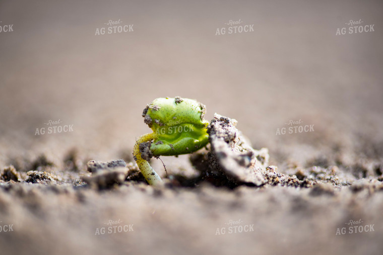 Cotton Seedling Emerges from Ground 136033