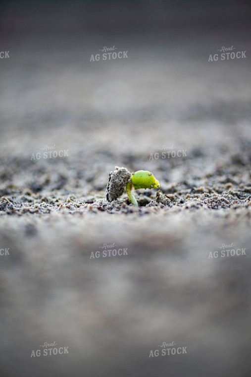 Cotton Seedling Emerges from Ground 136034