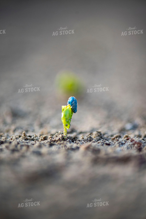 Cotton Seedling Emerges from Ground with Seed Coat Remaining 136037