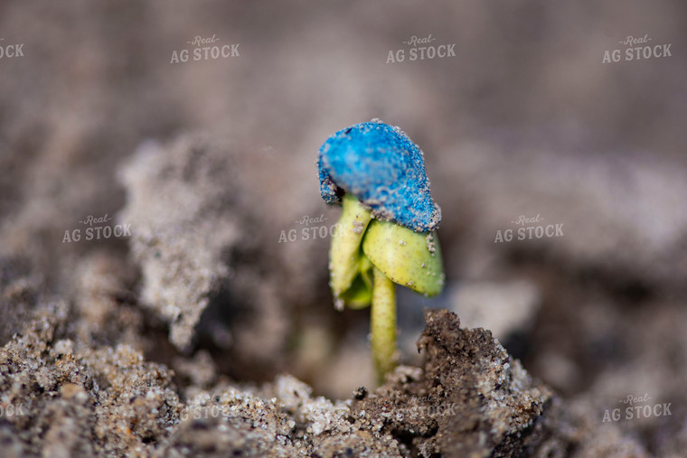 Cotton Seedling Emerges from Ground with Seed Coat Remaining 136040