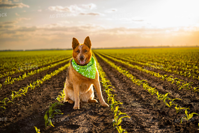Farm Dog Sits in Early Stage Corn Field at Sunset 136042