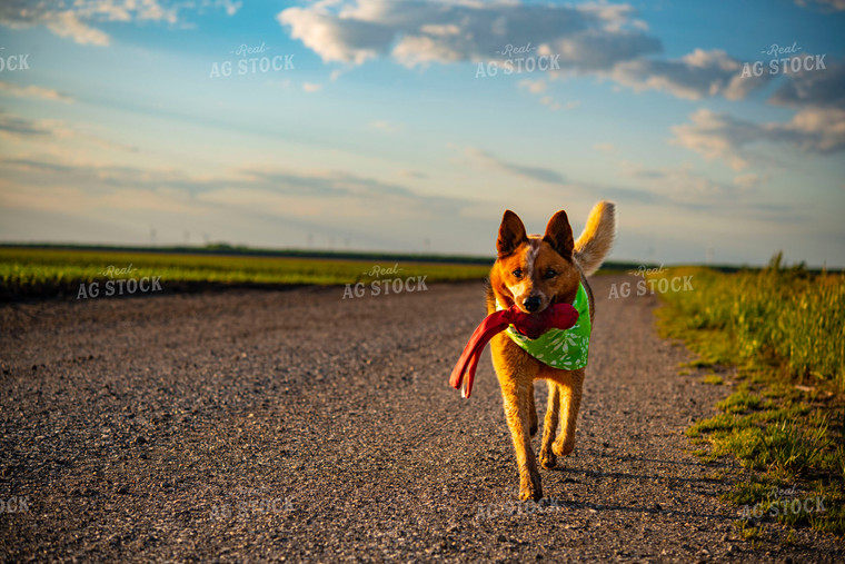 Farm Dog Plays on Country Gravel Road Before Sunset 136045