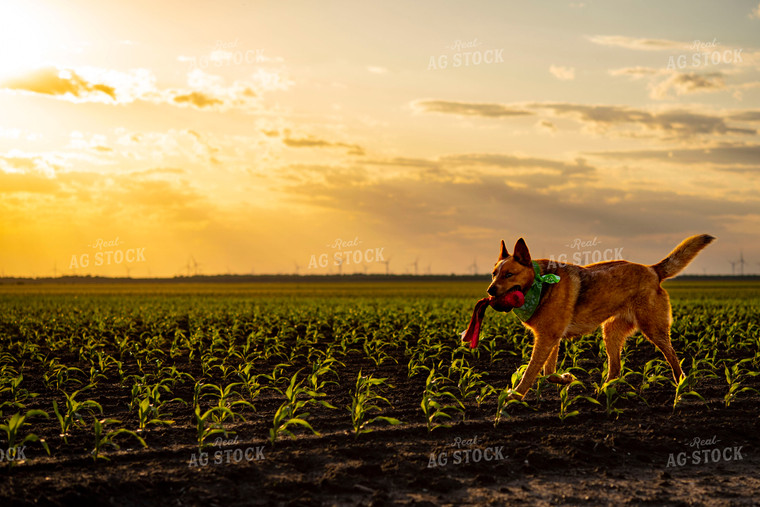 Farm Dog Plays in Early Stage Corn Field at Sunset 136046