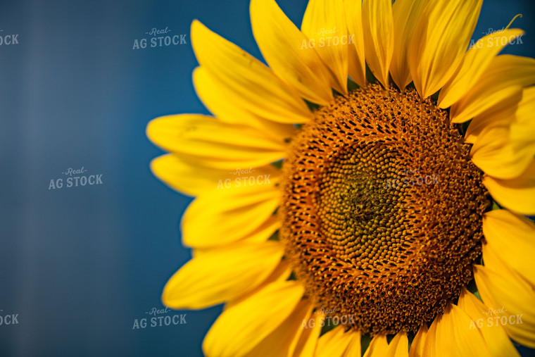 Sunflower Glows in Sun 136047