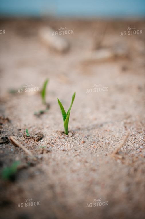 Young Corn Plant in Sandy Soil 56656