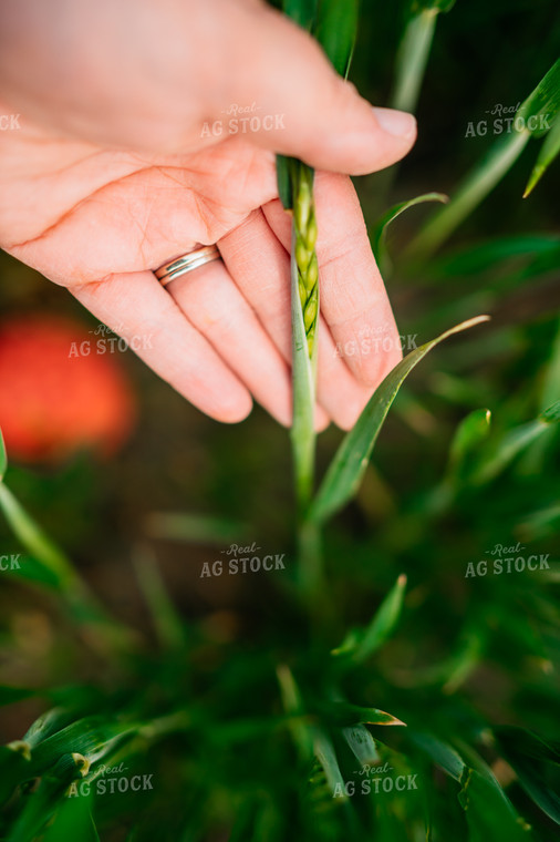 Woman Farmer Holds Growing Wheat in Hand 56661