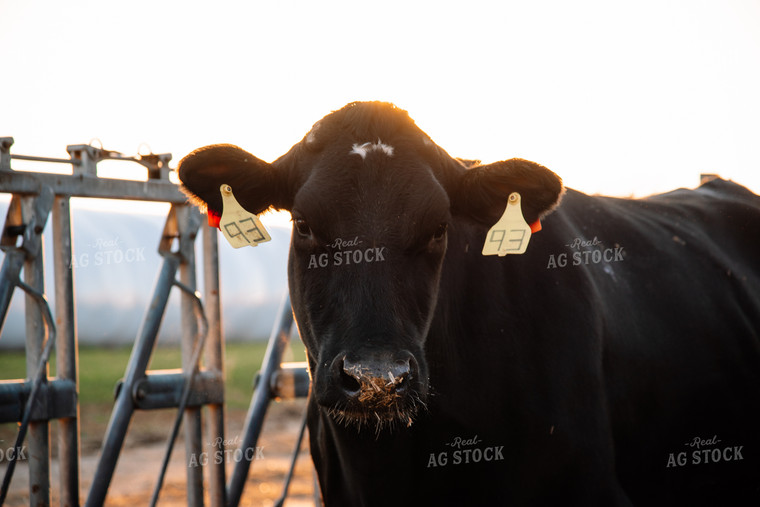 Holstein Cow in Warm Light 137001