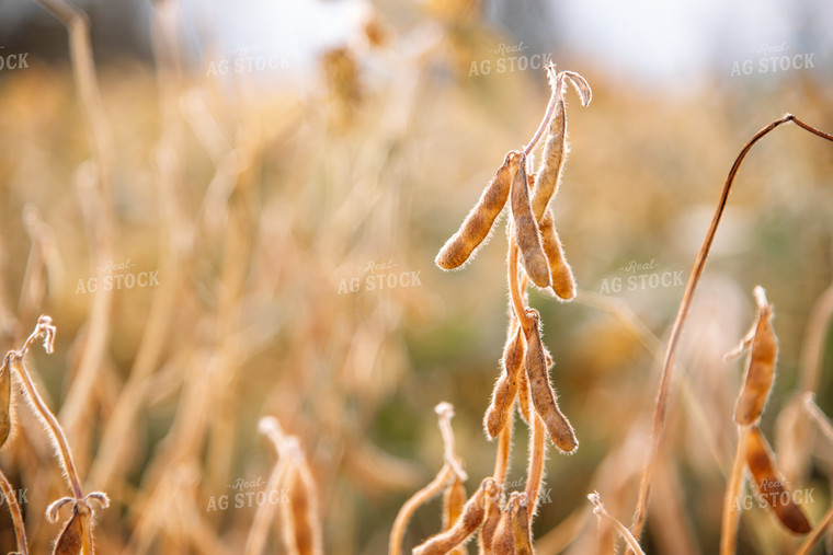 Close Up of Dried Soybeans 137010