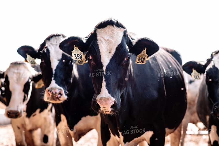 Holstein Cows Shot at Eye Level 137013