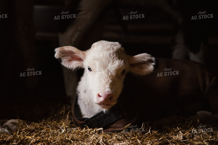 Holstein Calf in Warming Blanket 137014