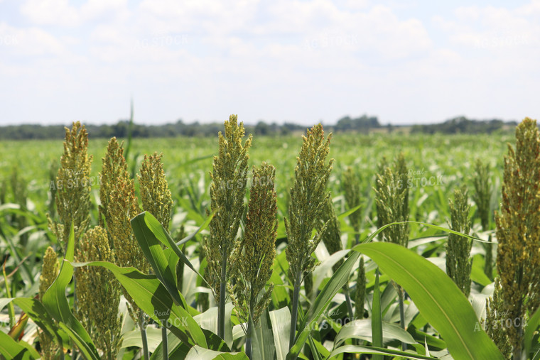 Flowering Sorghum 102026