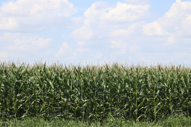Field of Tasseling Corn 102030