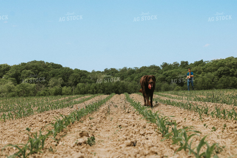 Farm Dog Walks Early Growth Corn Field with Family 101025