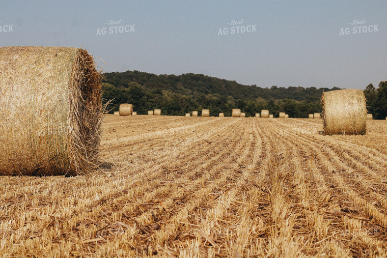 Bales of Hay Stand in Field 101029