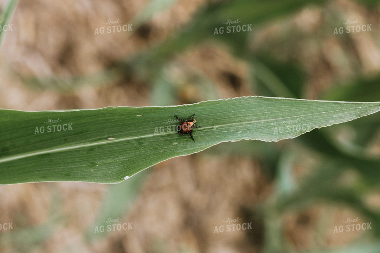 Close Up of June Beetle on Corn Leaf 101035