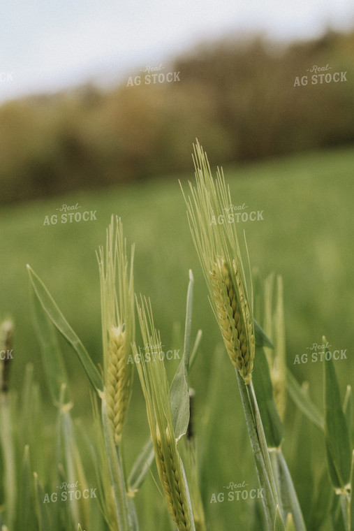 Heading Wheat 101039