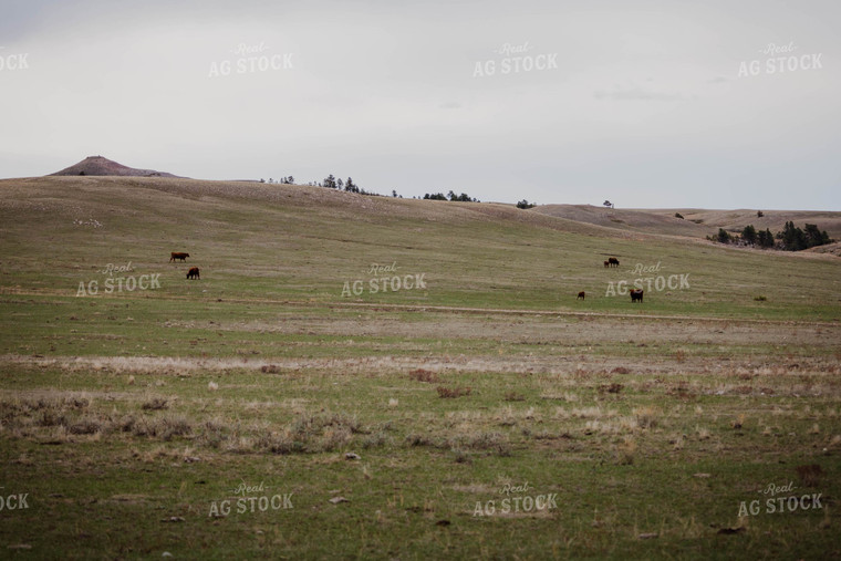 Red Angus Cattle Graze in Hilly Open Pasture 97142