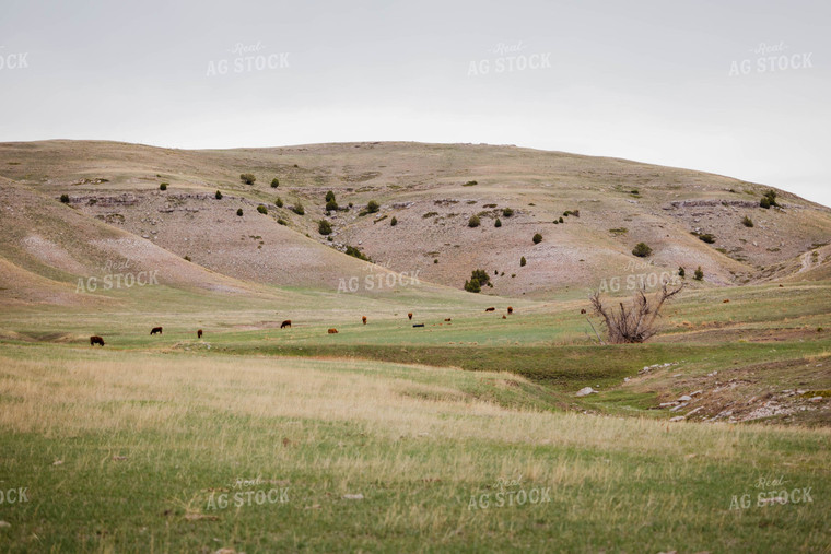 Red Angus Cattle Graze in Hilly Open Pasture 97145