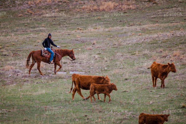 Rancher Corrals Red Angus Cattle on Horseback 97148
