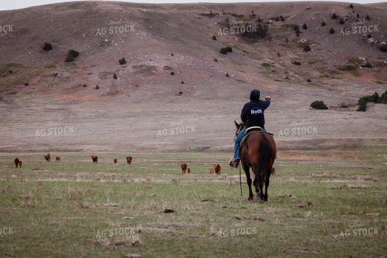 Rancher Corrals Red Angus Cattle on Horseback 97150