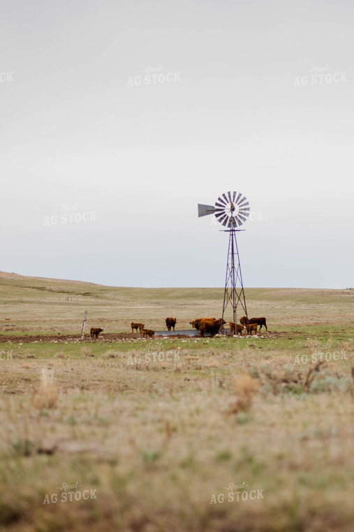 Red Angus Cattle Graze and Drink in Hilly Open Pasture 97155