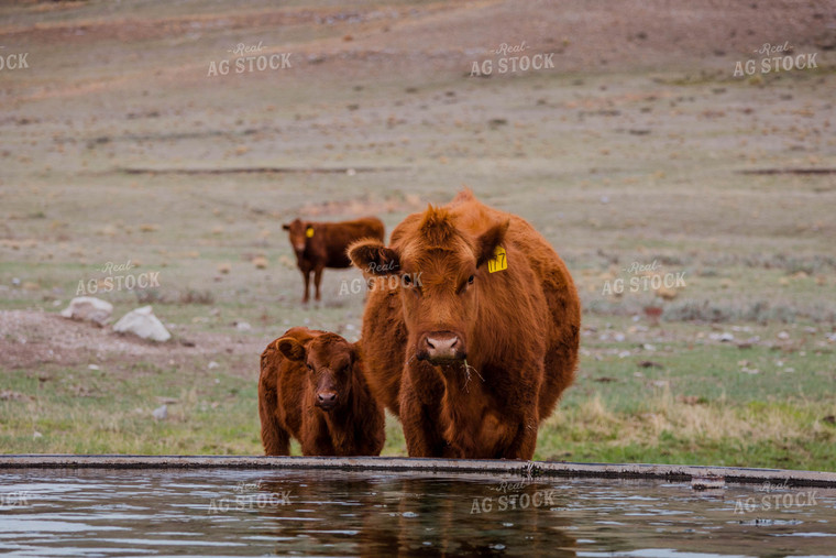 Red Angus Cow & Calf Drink at Water Trough 97158